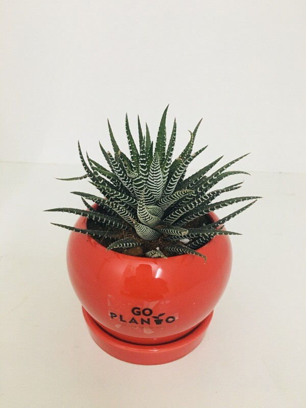 Haworthia Zebra in 4 inches Apple Ceramic Pot