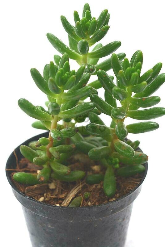 Jelly bean in 3 inches Nursery Pot