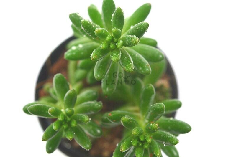 Jelly bean in 3 inches Nursery Pot