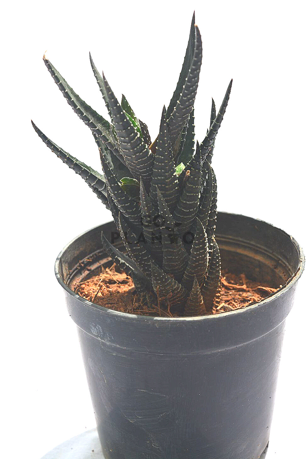 Haworthia reinwardtii in 3 inches Nursery Pot