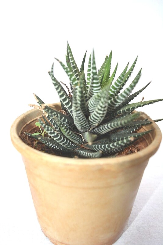 Haworthia Zebra in 3 inches Nursery Pot