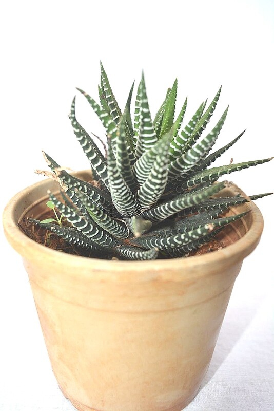 Haworthia Zebra in 3 inches Nursery Pot