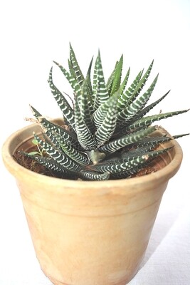 Haworthia Zebra in 3 inches Nursery Pot