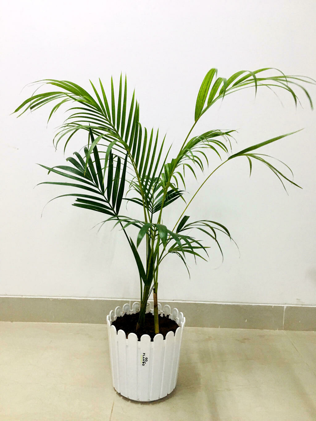 Areca Palm in 8 inches Fence Round Pot