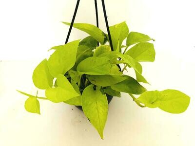 Money Plant Golden in 7 inches Hanging Basket