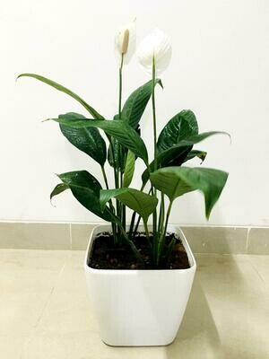 Peace Lily, Spathiphyllum Indoor Air Purify Plant in 9 inches Daisy Square Pot- 1 Foot Height