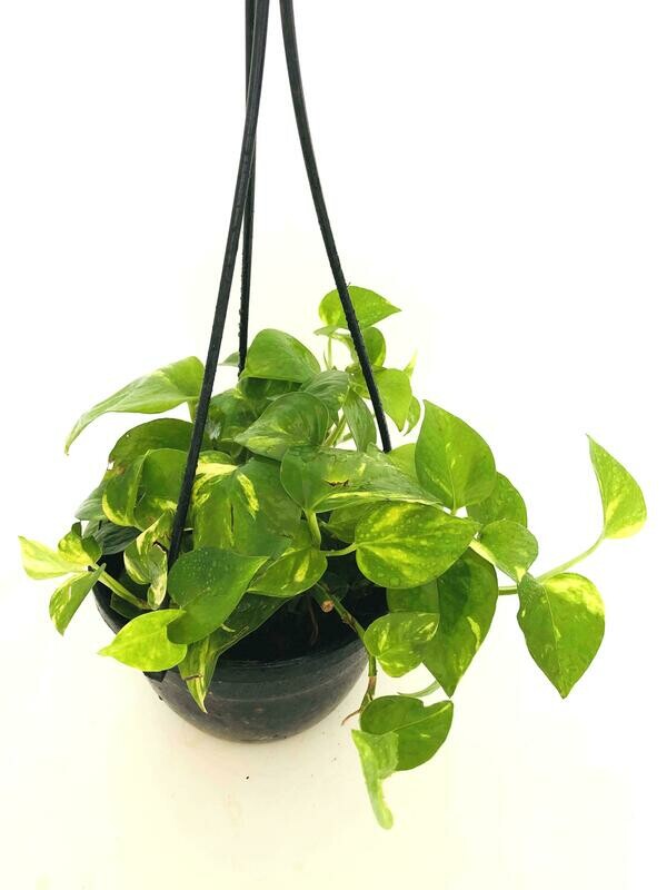 Money Plant Robusta in 7 inches Nursery Hanging Basket