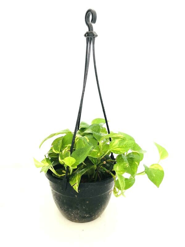 Money Plant Robusta in 7 inches Nursery Hanging Basket