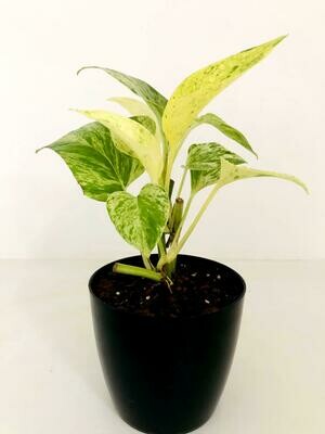 Money Plant Marble Queen in 4 inches Valencia Round Pot