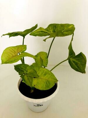 Syngonium Green in 5.5 inches Flower Pot
