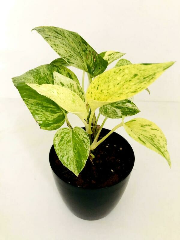Money Plant Marble Queen in 4 inches Valencia Round Pot