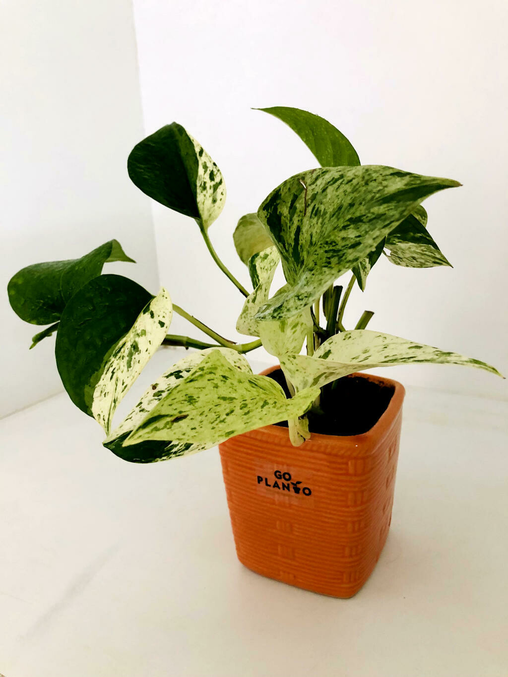Money Plant Variegated in 4 inches Square Terracotta Pot