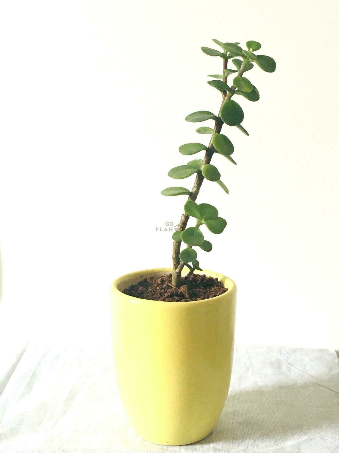 Jade Plant Small Leaf in 3.5 inches Coffee Cup
