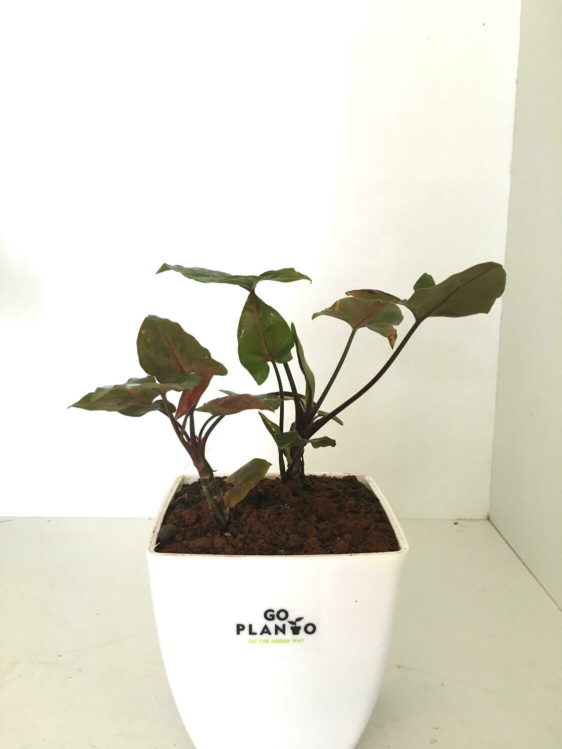 Syngonium Pink in 5 inches Square Pot
