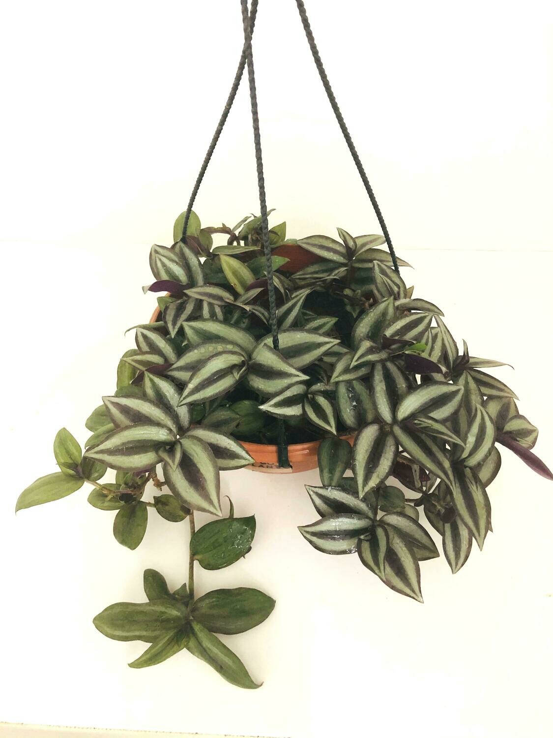 Inch Plant or Wandering Jew Plant in 7 inches Nursery Hanging Basket