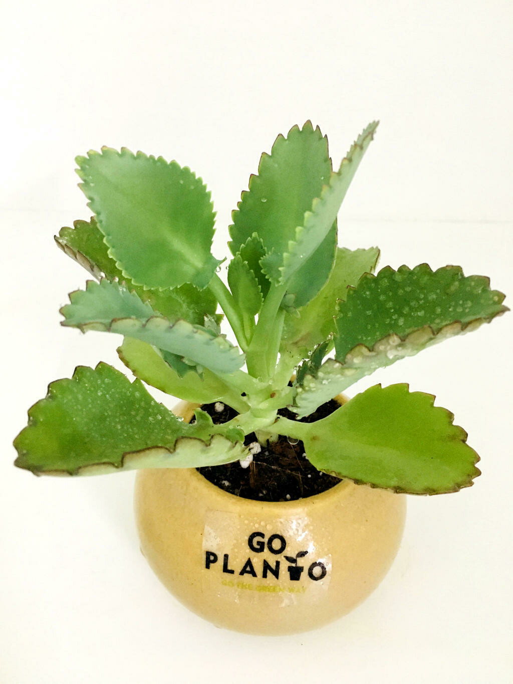 Kalanchoe Pinnata in 3.5 inches Round Succulent Pot
