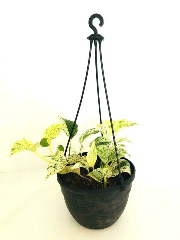 Money Plant Marble Queen in 7 inches Nursey Hanging Basket