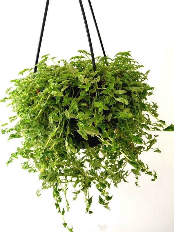 Turtle Vine in 7 inches Nursery Hanging Basket