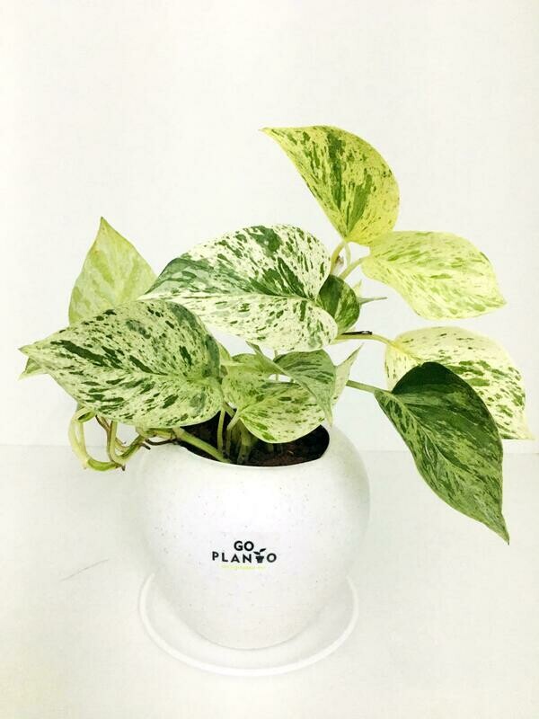 Money Plant Marble Queen in 6 inches Apple Pot with Saucer
