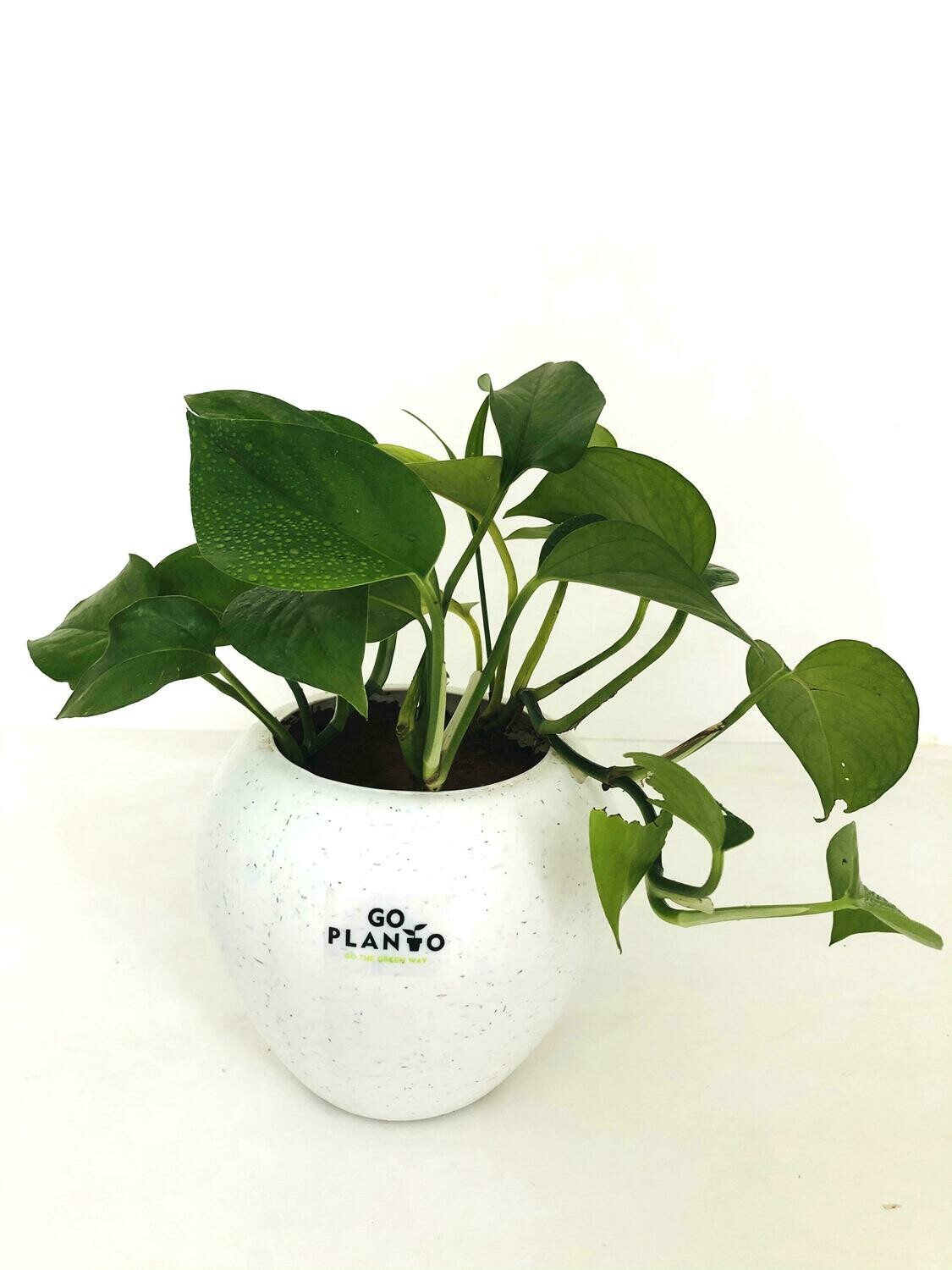 Money Plant Green in 6 inches Apple Pot with Tray
