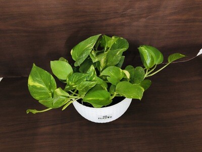 Money Plant Robusta in 8 inches White Hanging Pot