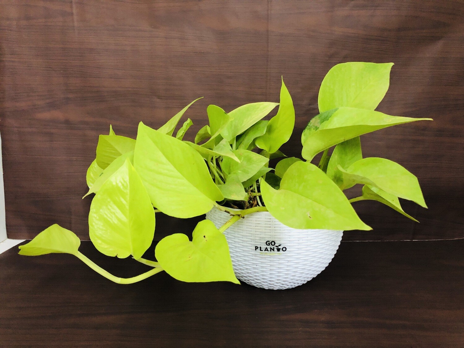 Money Plant Golden in 8 inches White Hanging Pot
