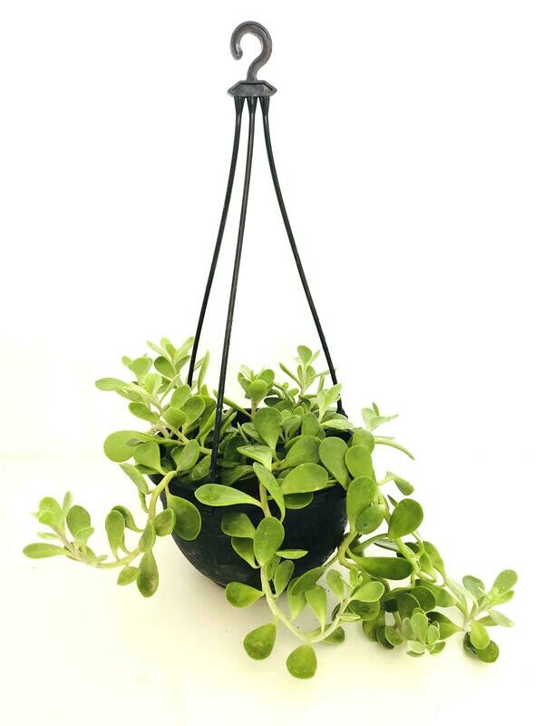 Kleinia Petraea Hanging Basket