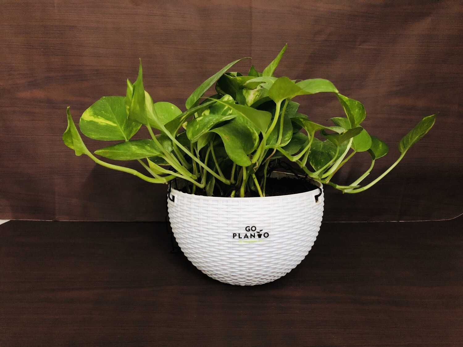 Money Plant Robusta in 7 inches White Hanging Pot