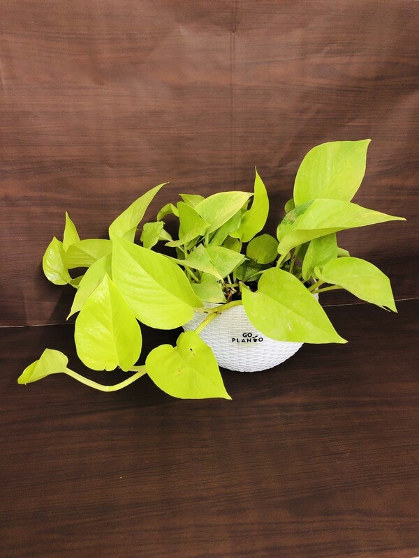 Money Plant Golden in 8 inches White Hanging Pot