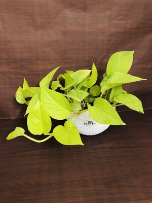 Money Plant Golden in 8 inches White Hanging Pot