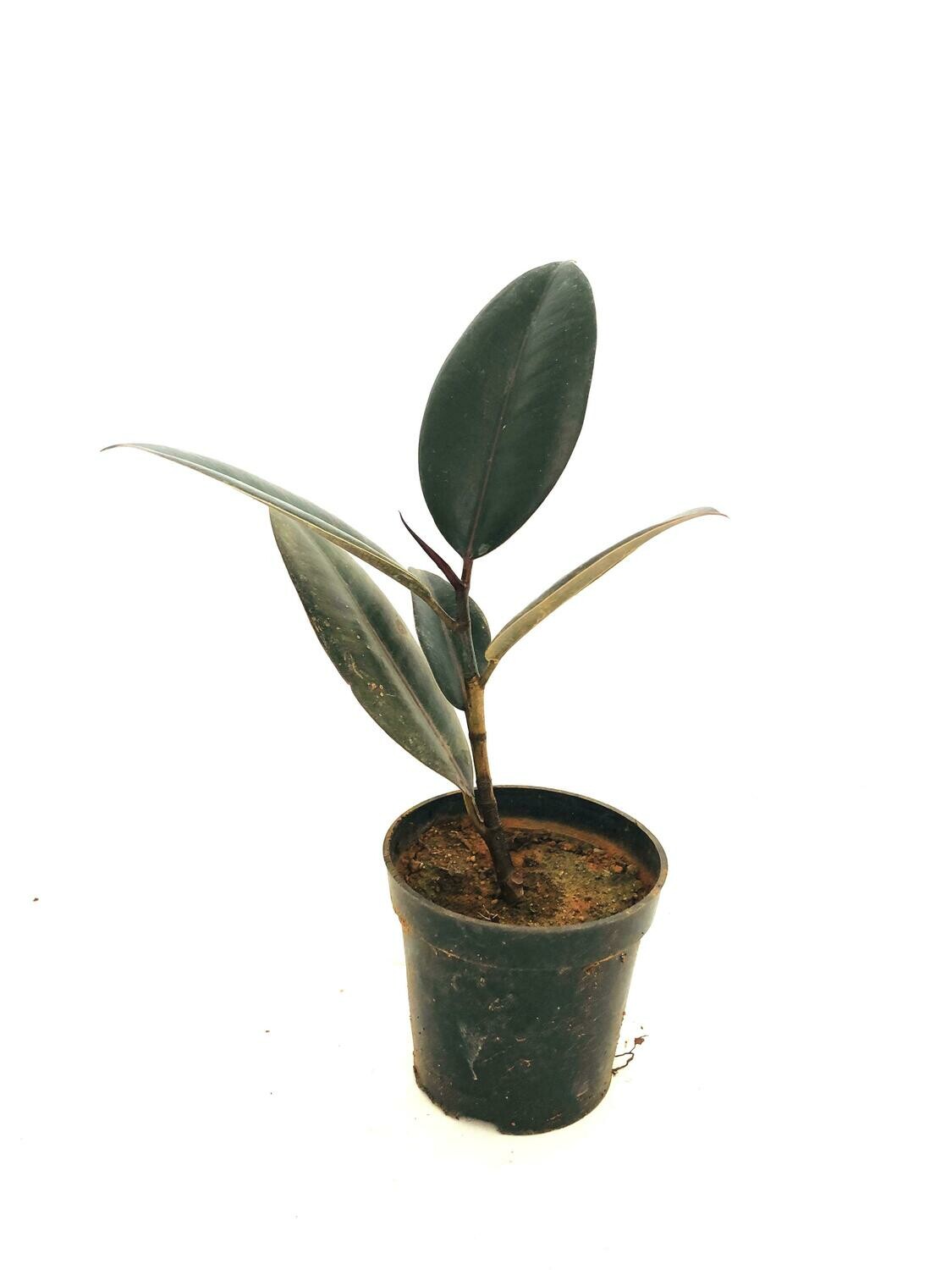 Ficus Elastica - Rubber Plant Black in 4 inches Nursery Pot
