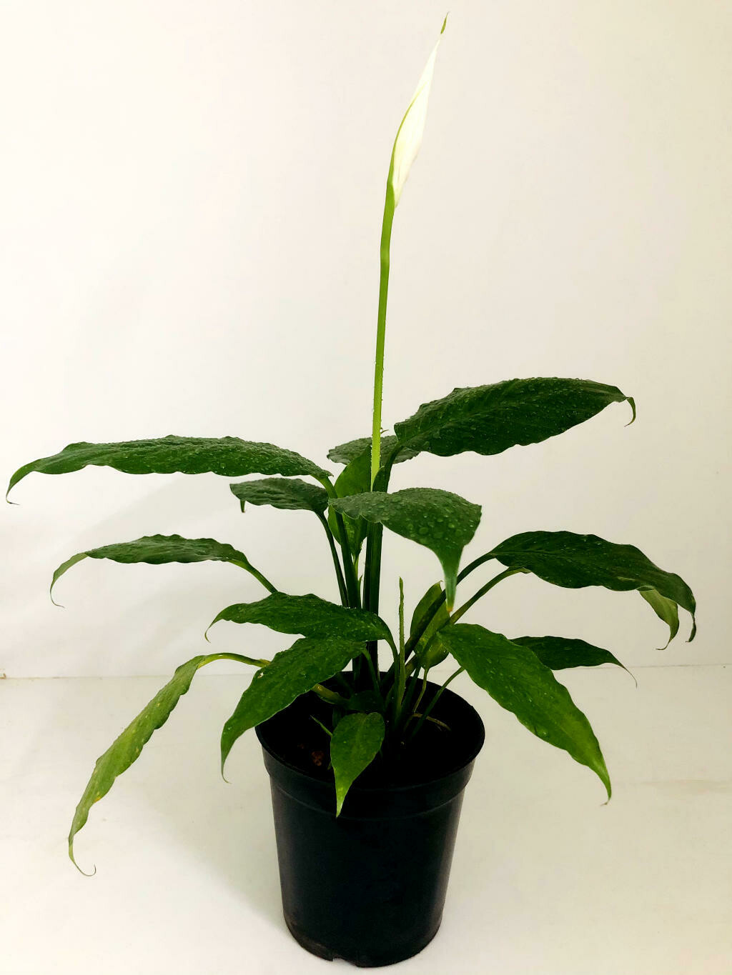 Peace Lily, Spathiphyllum Indoor Air Purify Plant in 4 inches Nursery Pot