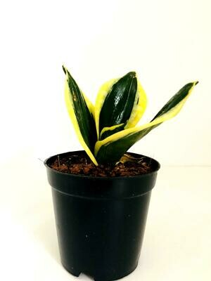 Sansevieria Golden Hahnii- Snake Plant Golden in 4 inches Nursery Pot