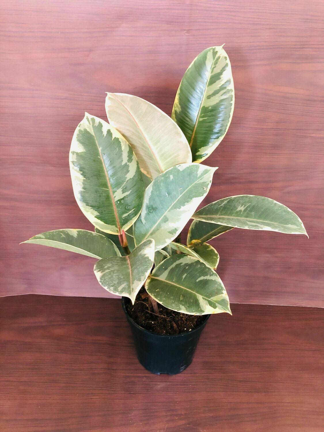Ficus Elastica - Rubber Plant Variegated in 4 inches Nursery Pot