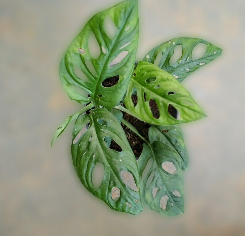 Broken Heart - Swiss Cheese Plant in 4 inches Nursery Pot