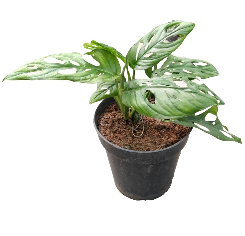 Broken Heart - Swiss Cheese Plant in 4 inches Nursery Pot