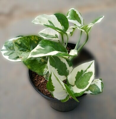 Variegated Money Plant in 4 inches Nursery Pot
