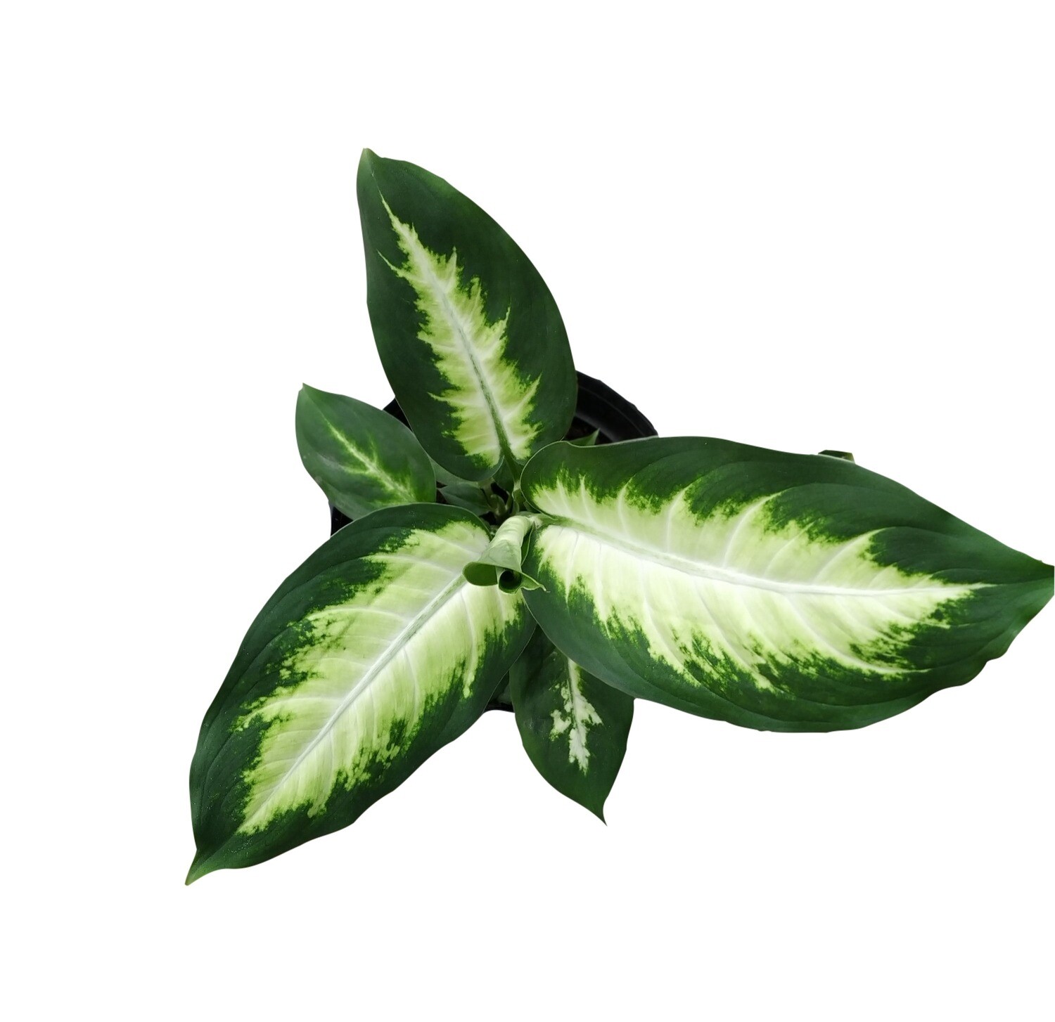 Dieffenbachia Maculata Plant in 5 inches Nursery Pot