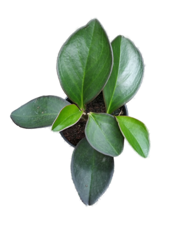 Peperomia Green Long Leaf Plant in 4 inches Nursery Pot