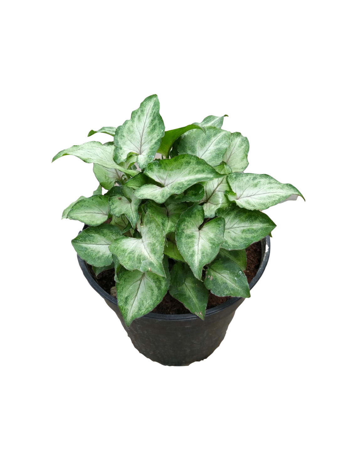 Syngonium Mini Pixie- Dwarf Variety Plant in 4 inches Nursery Pot
