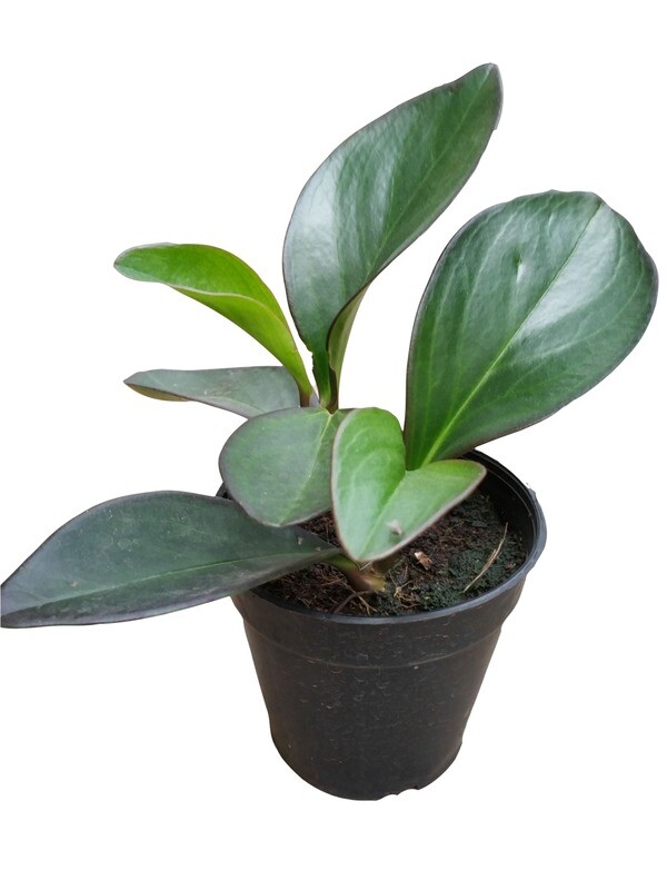 Peperomia Green Long Leaf Plant in 4 inches Nursery Pot
