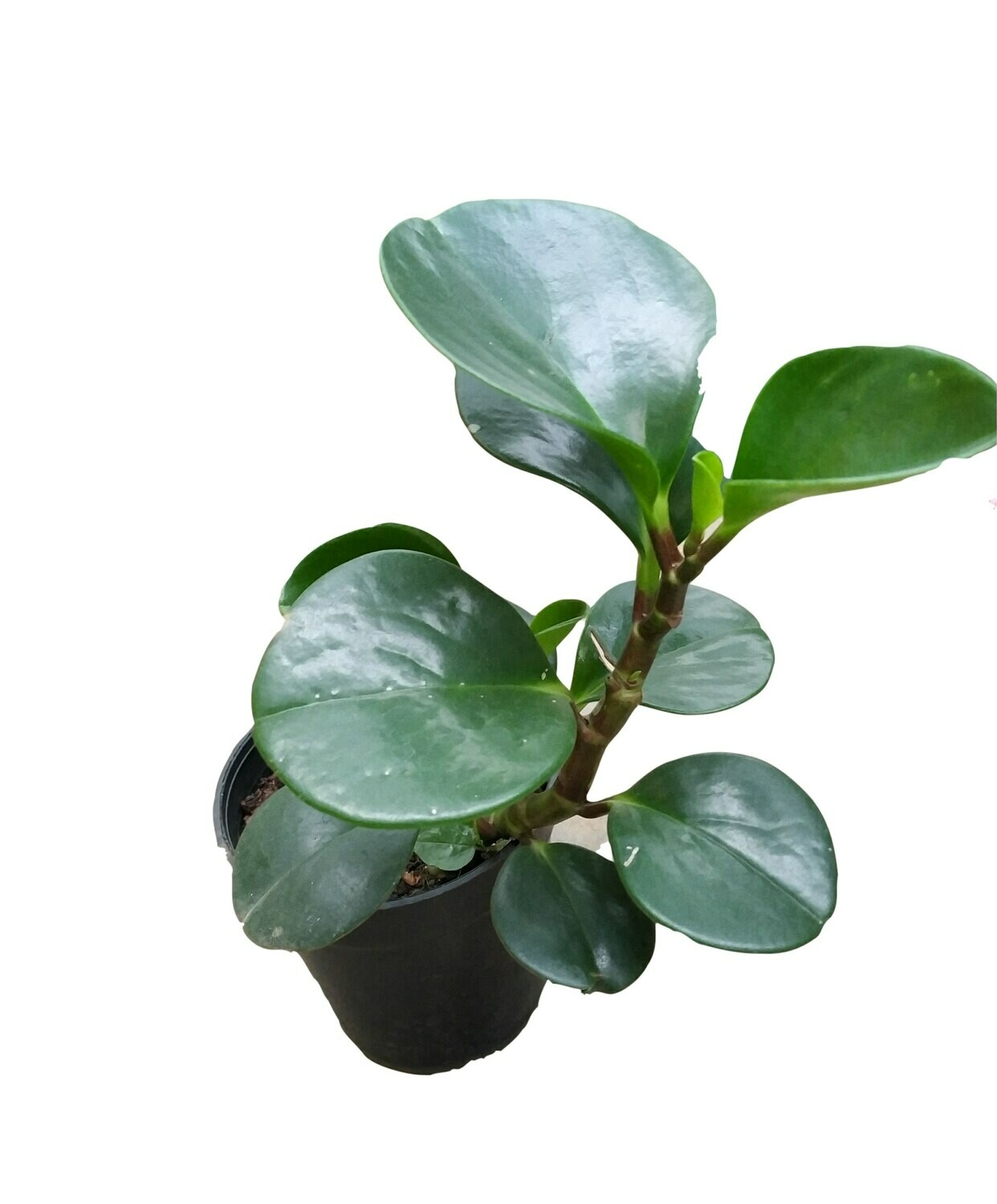 Peperomia Green Plant in 4 inches Nursery Pot