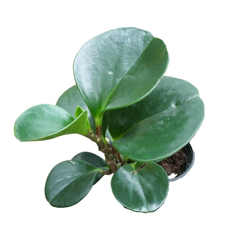 Peperomia Green Plant in 4 inches Nursery Pot