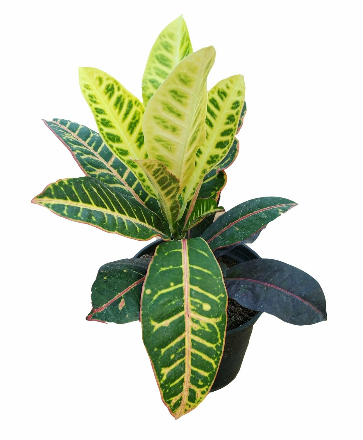 Croton Plant in 6 inches Nursery Pot