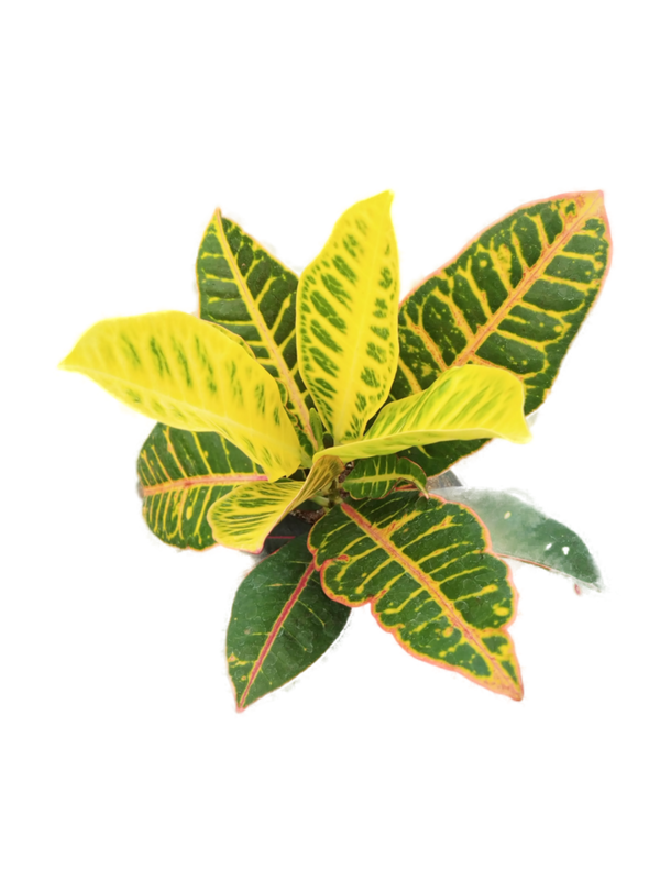 Croton Plant in 6 inches Nursery Pot