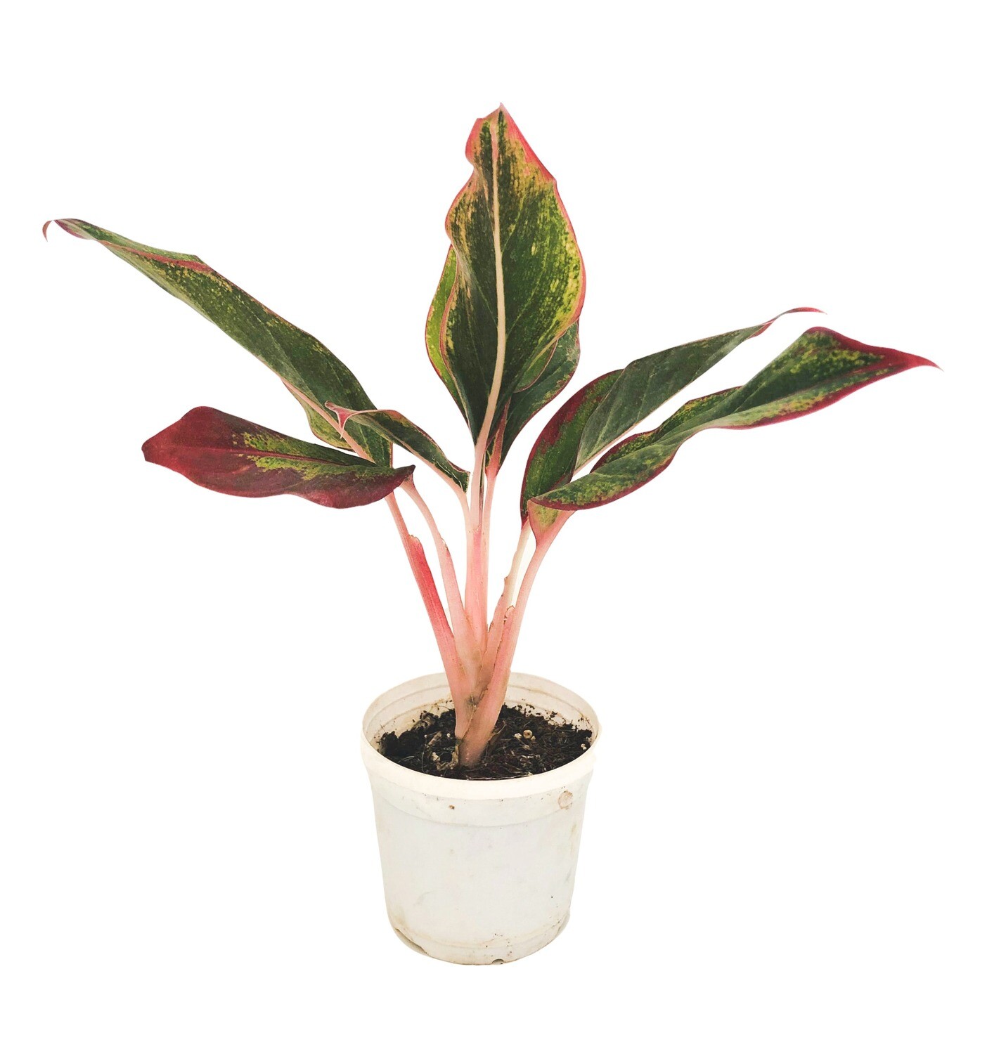 Aglaonema Red- Chinese Evergreen in 4 inches Nursery Pot