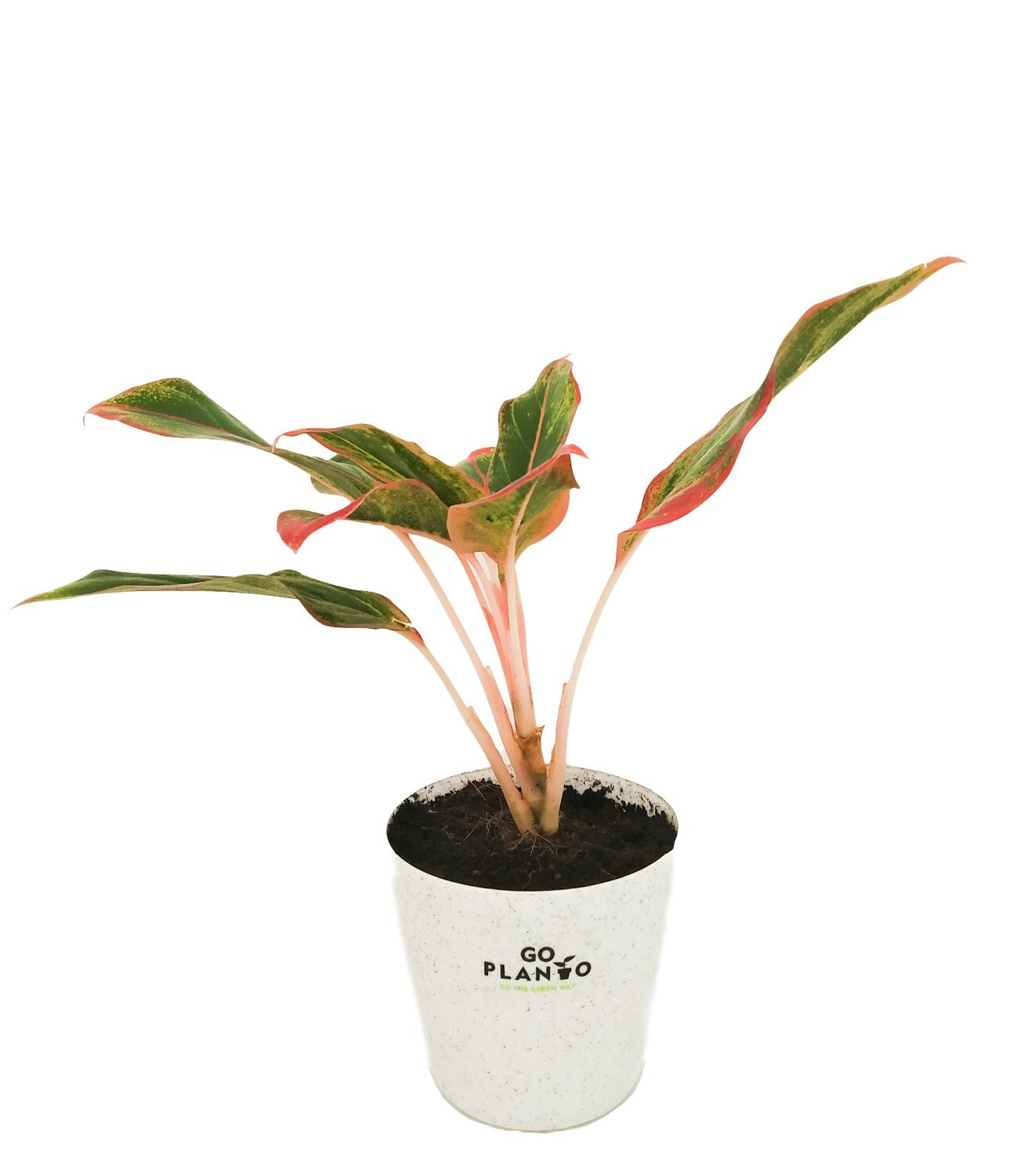 Aglaonema Red- Chinese Evergreen in 4 inches Round Pot With Saucer