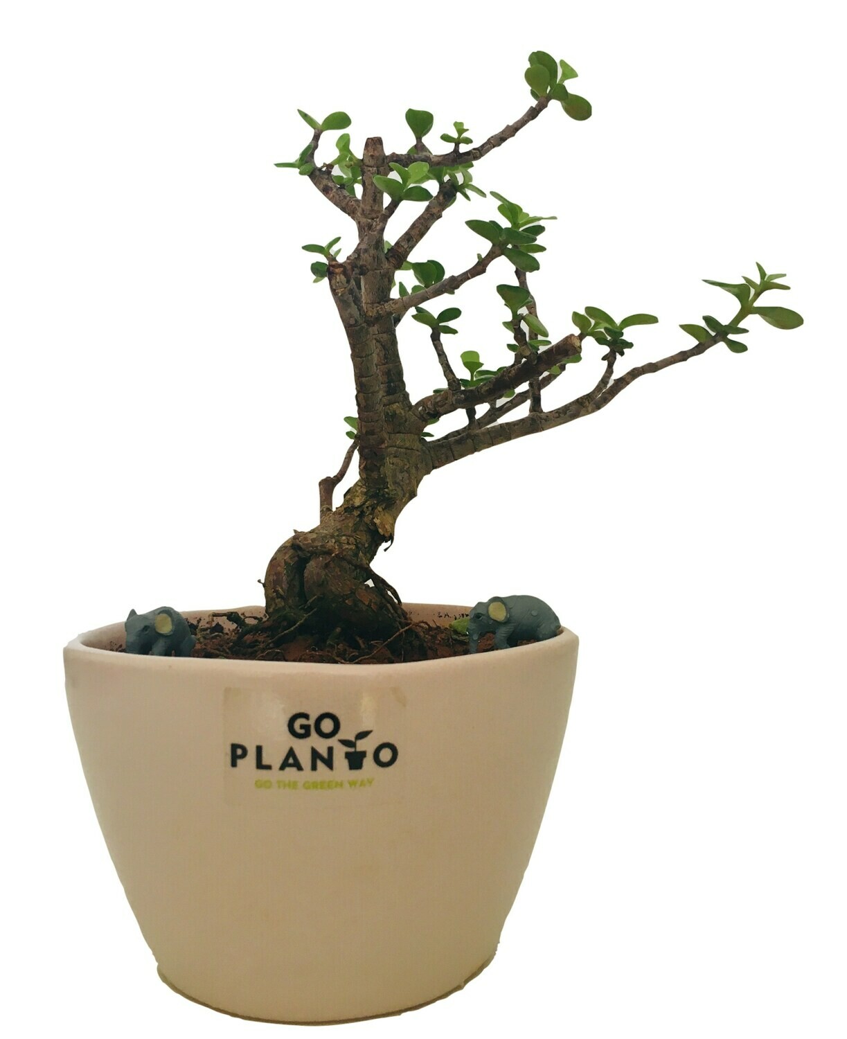 Jade Plant Small Leaf in 5 inches Bowl Ceramic Pot