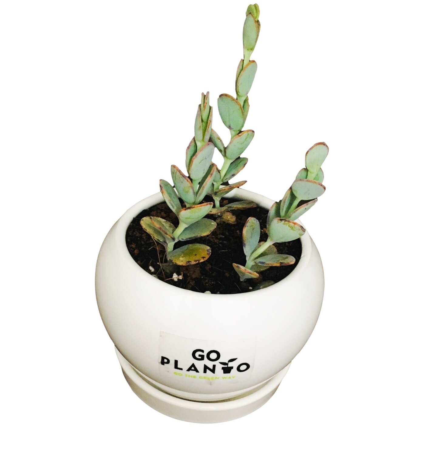 Kalanchoe Marnieriana in 3.5 inches Apple Ceramic With Saucer