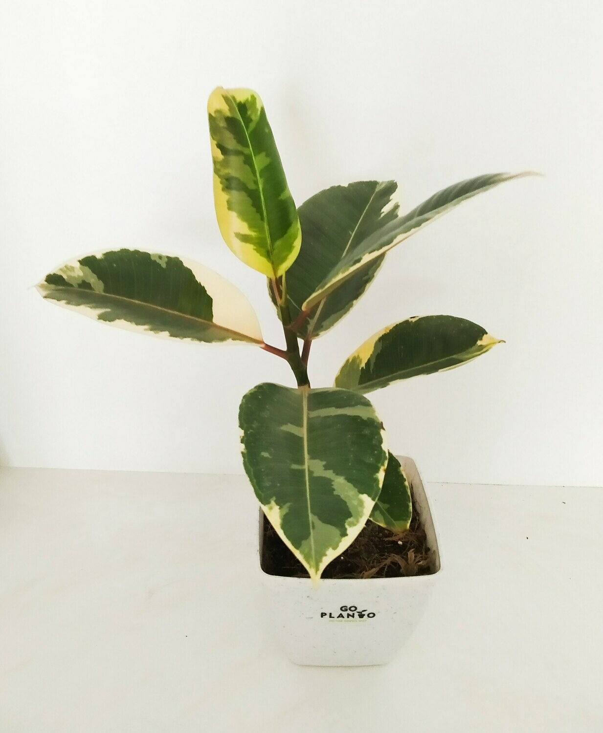 Ficus Elastica - Rubber Plant Variegated in 5 inches Plastic Square Pot with Saucer